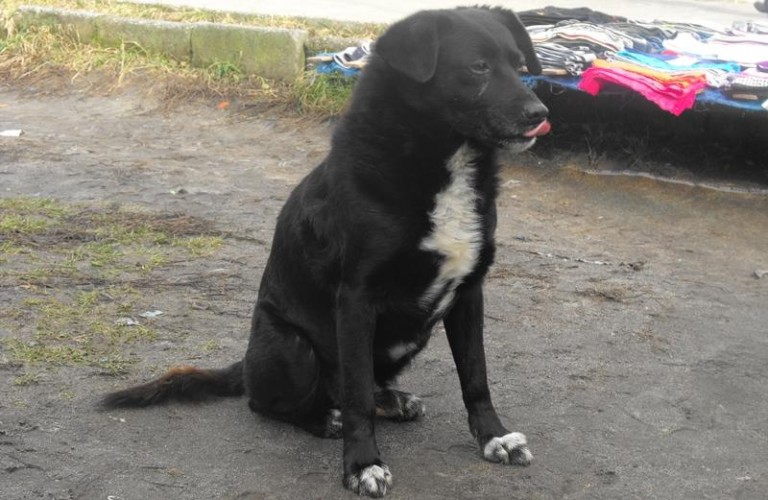 Bezpański od śmierci właściciela