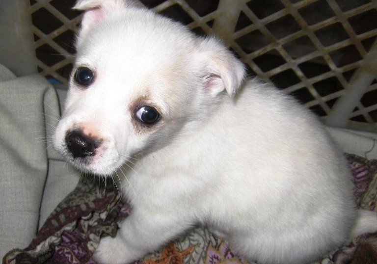 Wyrzucone w pudełku po butach