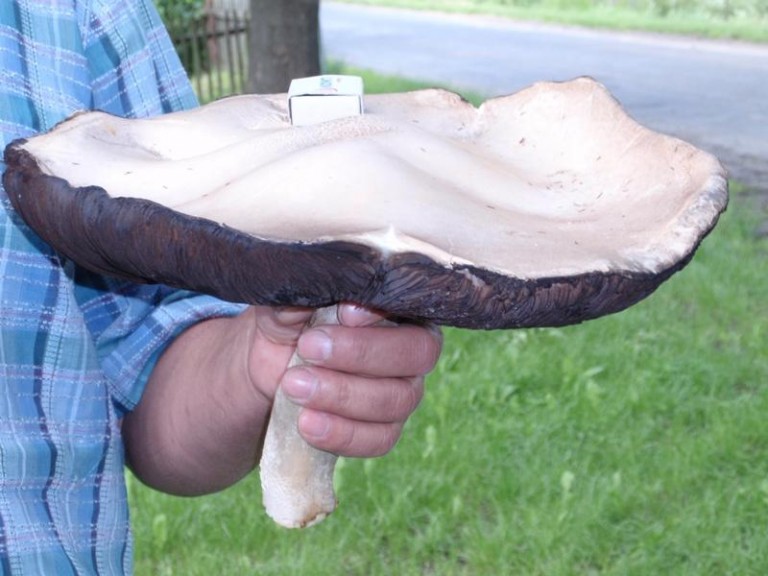 Mega zupa z mega pieczarki