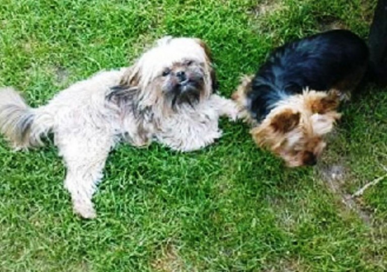 Zrozpaczone dzieci szukają psów