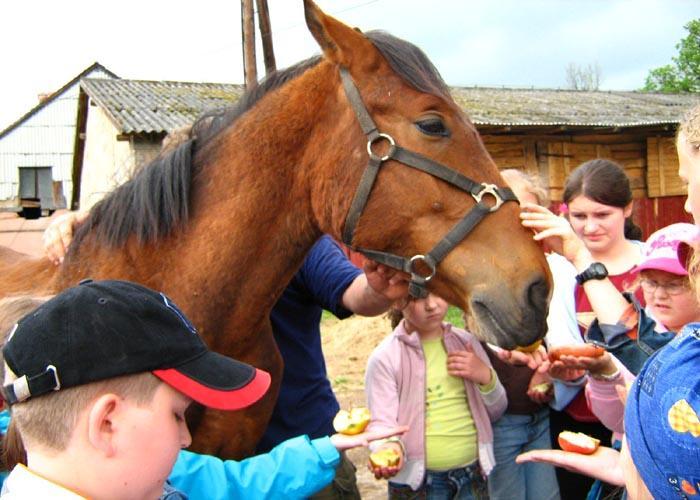 Zamiast jeść chipsy, uratowały konia