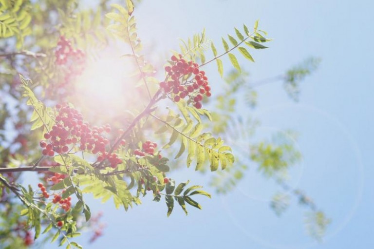 Kolejny alarm z powodu gorącego lata