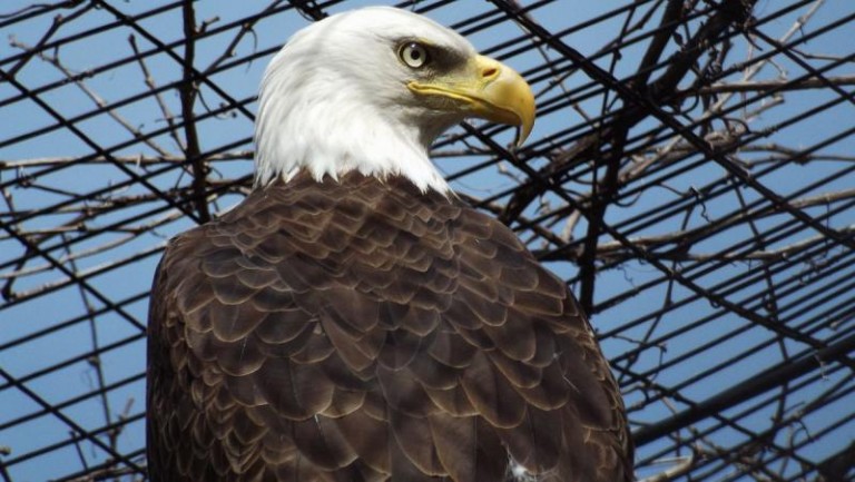 Ptaki obok dinozaurów