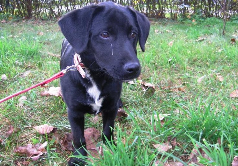 Zostawione na pastwę losu