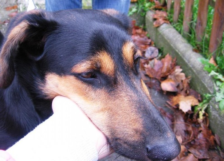 Dwie zguby szukają domu