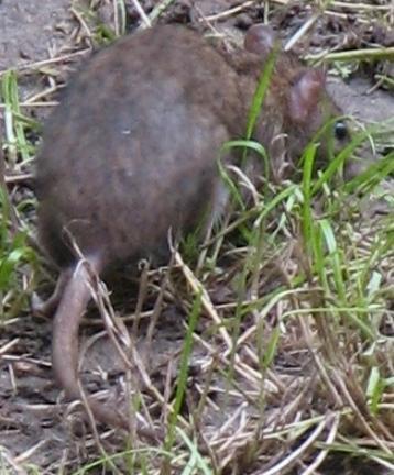 Pozbędą się gryzoni