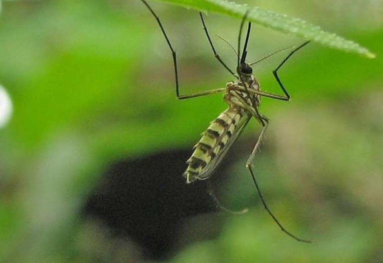 Ciąg dalszy walki z komarami