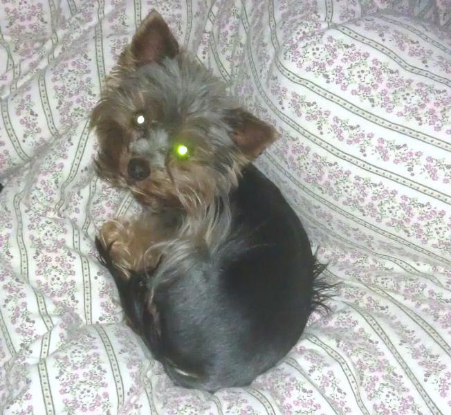 Wrócił do właściciela