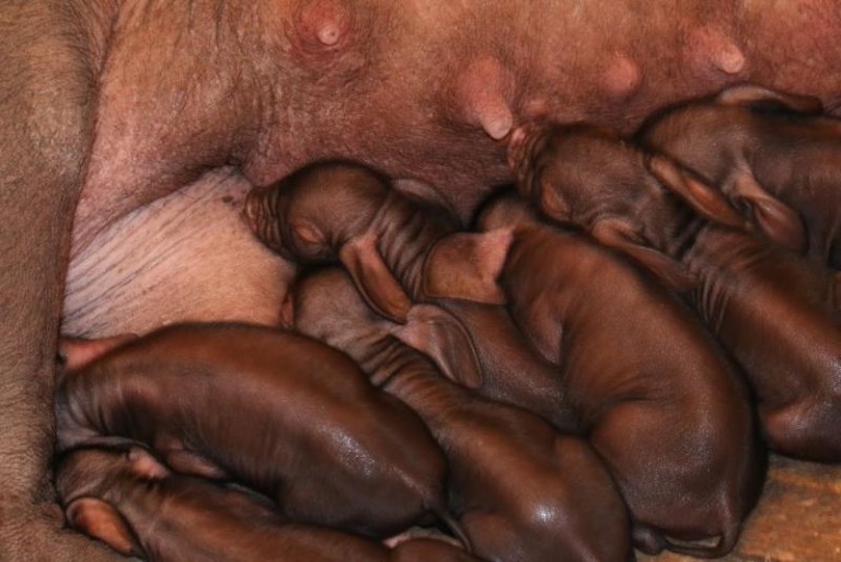 Dziewięć nowych mieszkanek parku