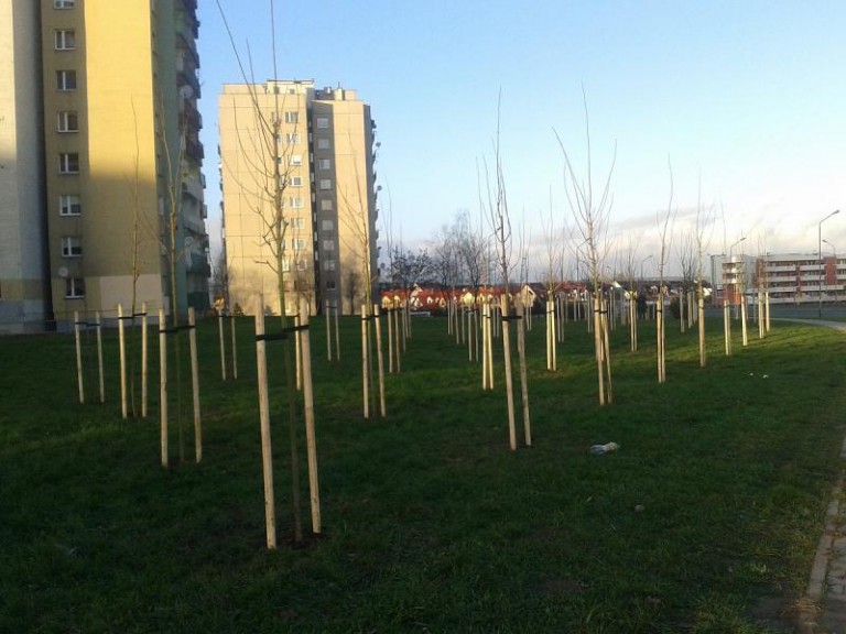 Powiat posadził drzewa i krzewy