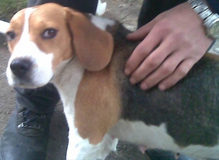 Przyjaciel do odebrania w… sklepie