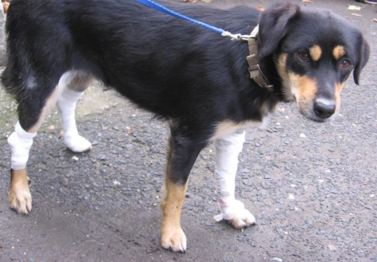 Potrącił i uciekł