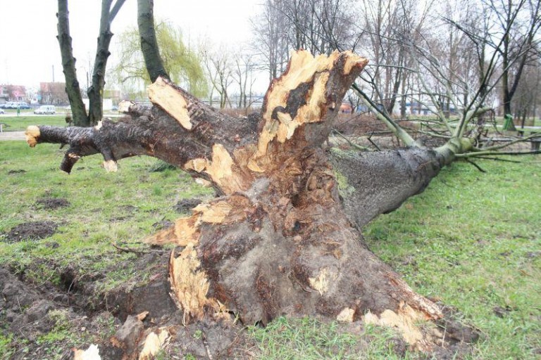 Wiatr powalił drzewo