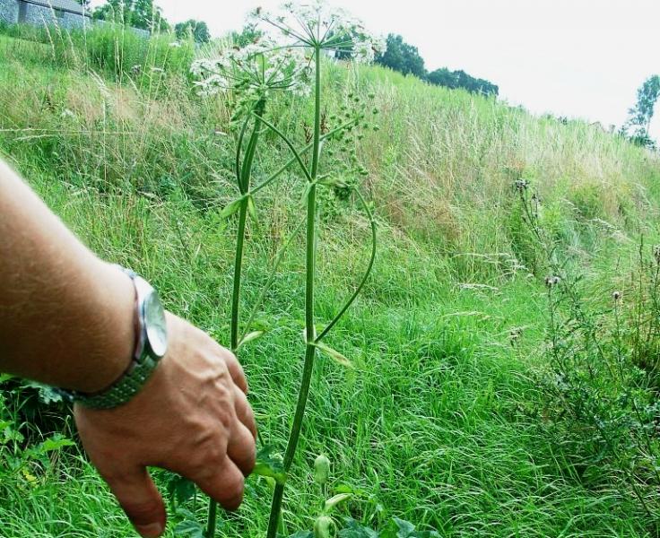 Mylą barszcz Sosnowskiego ze zwyczajnym