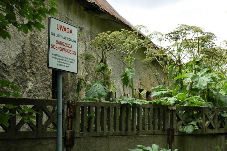 Barszcz coraz groźniejszy