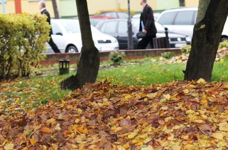 Dmuchawy budzą lubinian