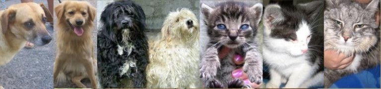 Dokucza im bezdomność