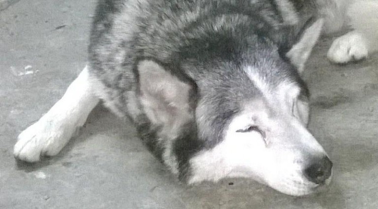 Husky czeka na właściciela