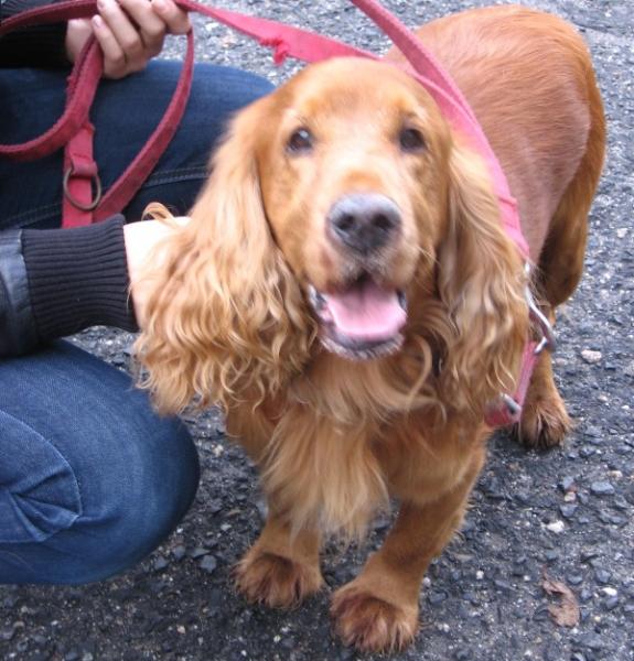 Spaniel w niedoli