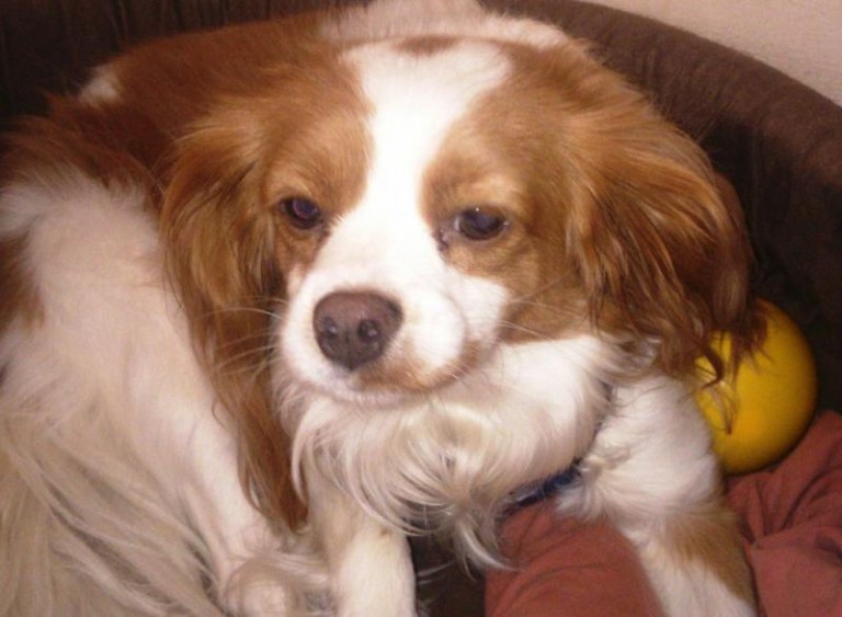 Mały lubinianin szuka swojego psa