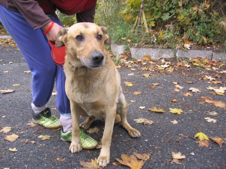 Staruszek czeka na nowy dom