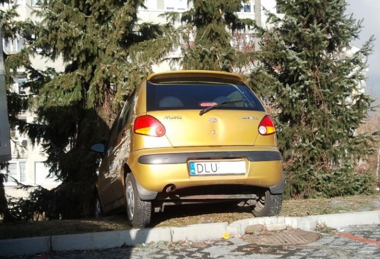 Matiz w choinkach