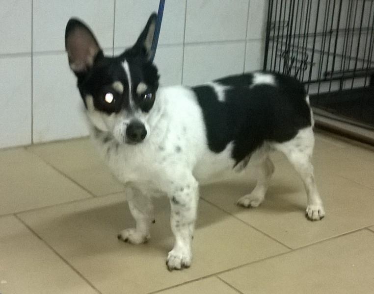 Psiaki szukają właścicieli