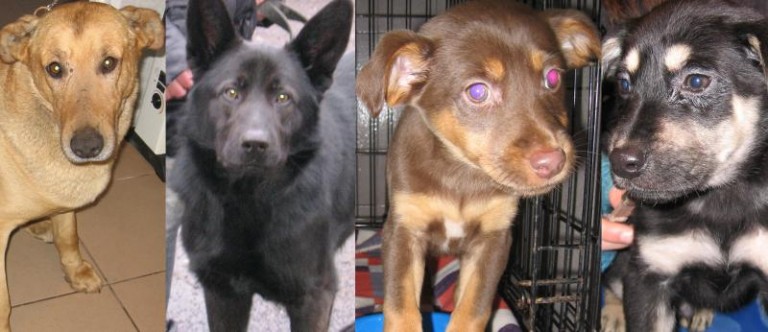 Ferajna czeka. Ma nadzieję