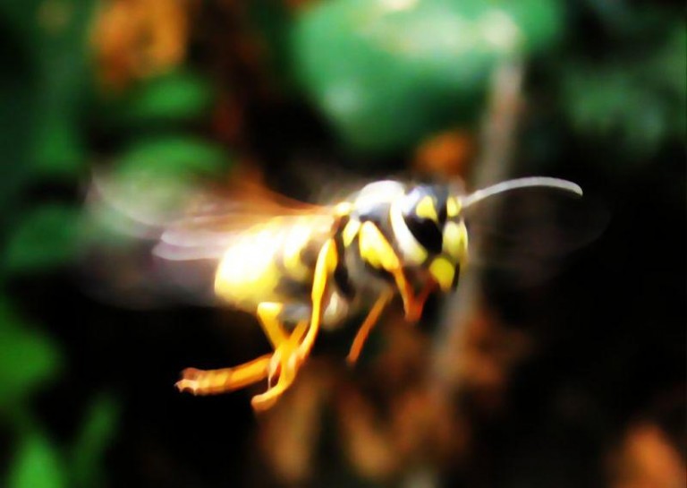 Osy zaatakowały rodzinę