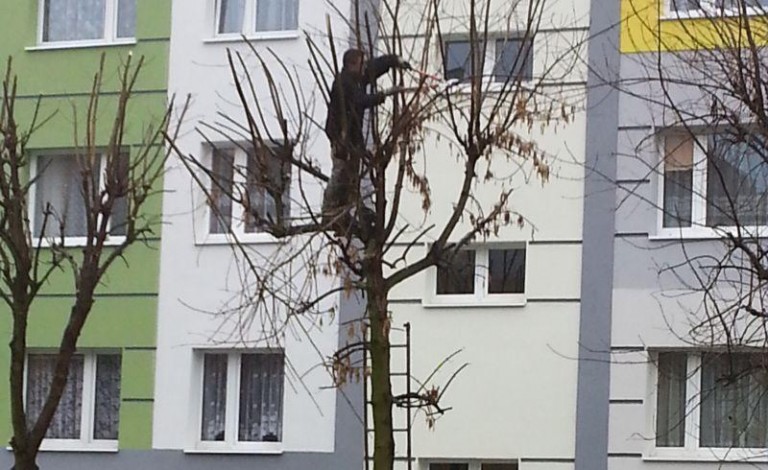 Zamiast liści… specjaliści