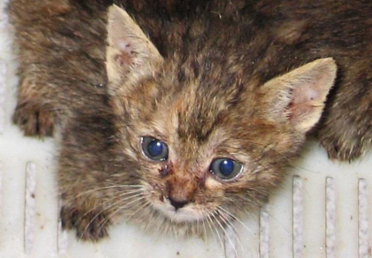 Czekają jak na zbawienie