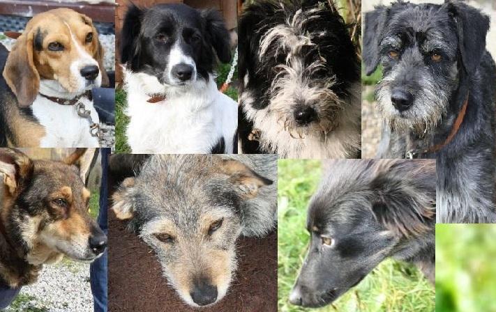 Siódemka w potrzebie