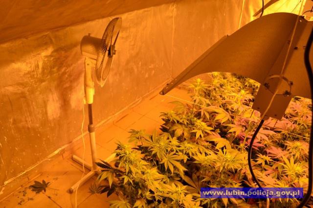 Skrytka na konopie za szafą