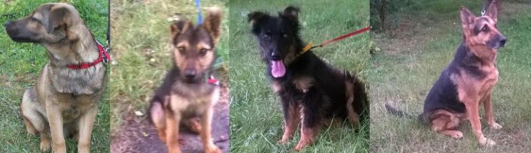 Czwórka do wzięcia