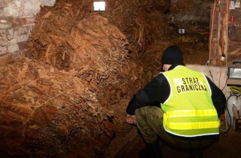 W starej szopie produkowali tytoń