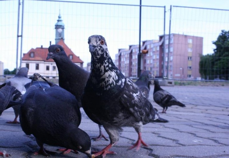 Ptaki na wolności, złodziej za kratkami