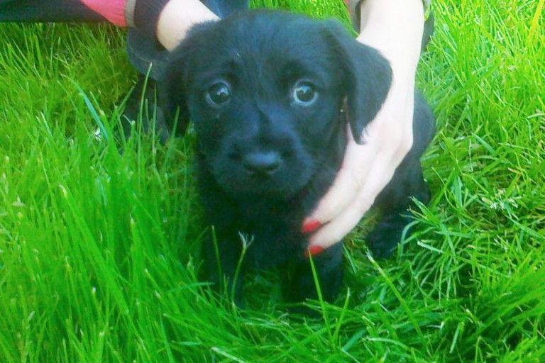 Porzucone szukają domu