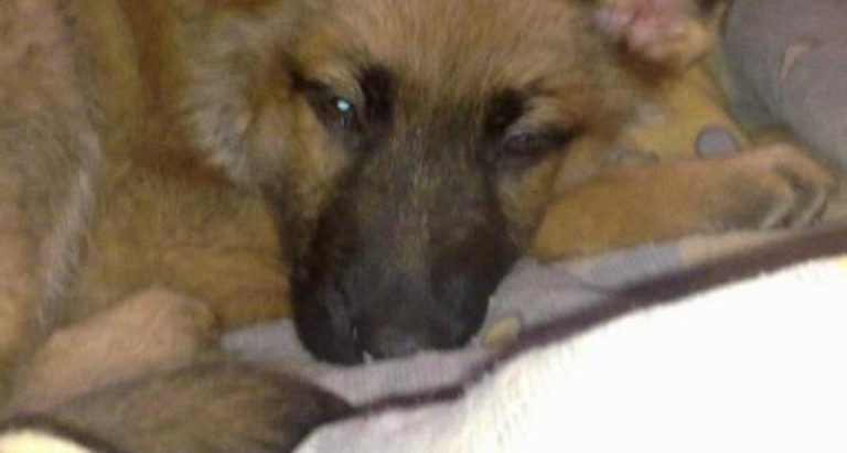 Szuka nowego właściciela