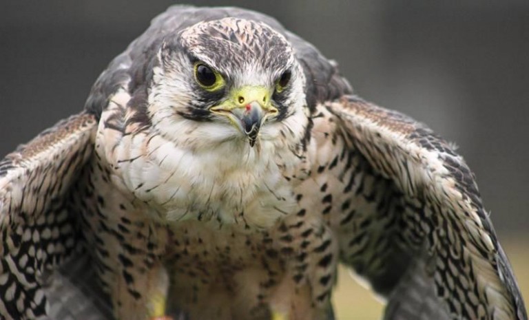 Są pieniądze na ptaszarnię