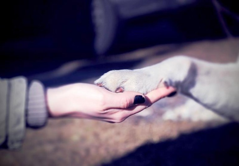 Wielkie serca lubinian