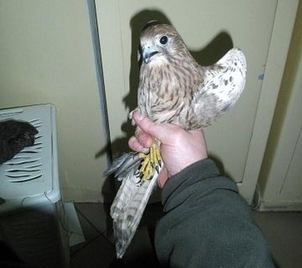 Trzymał w domu chronionego ptaka