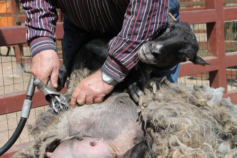 Lubińskie owce po metamorfozie