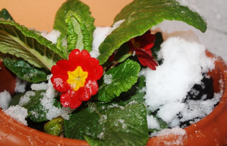 Ostrzegają przed mrozem