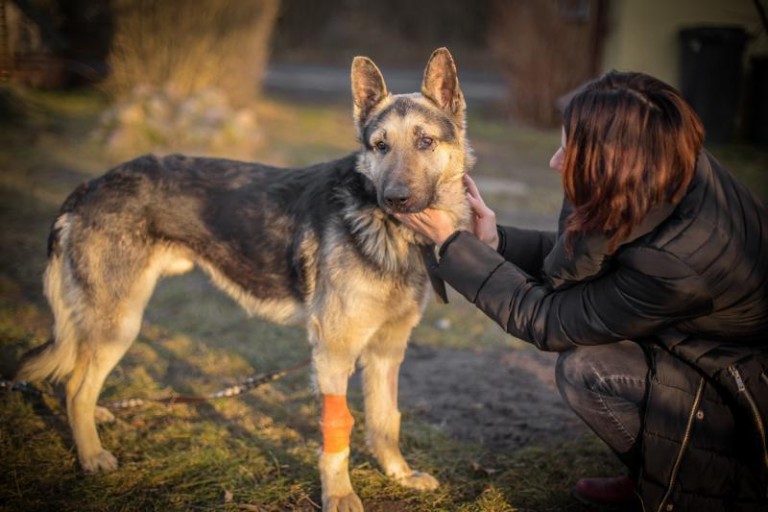 Psi oprawca nie uniknie kary