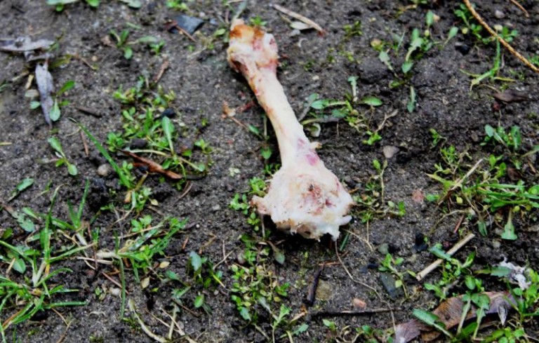 Wyrzucają kości przez okna