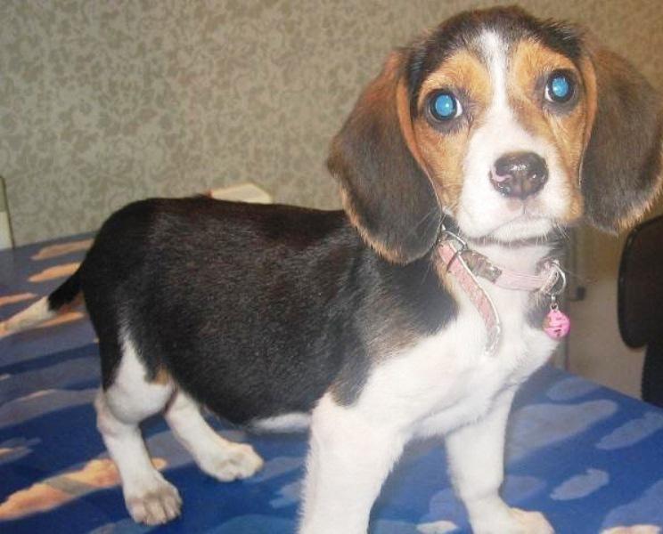 Beagle biega bezpańsko