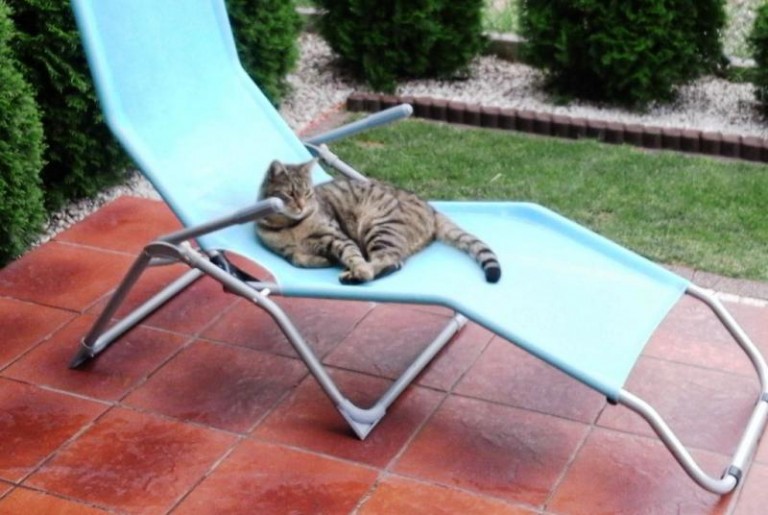 Szukają zaginionego kota