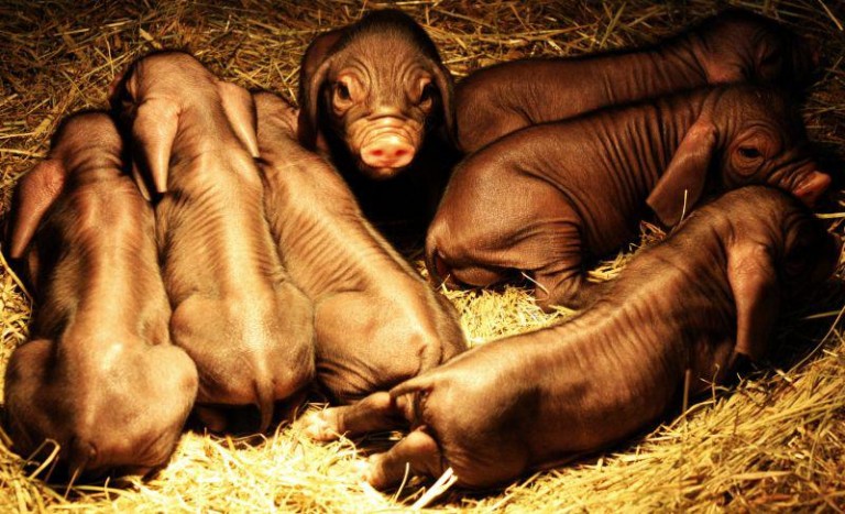 Nowi mieszkańcy lubińskiego parku