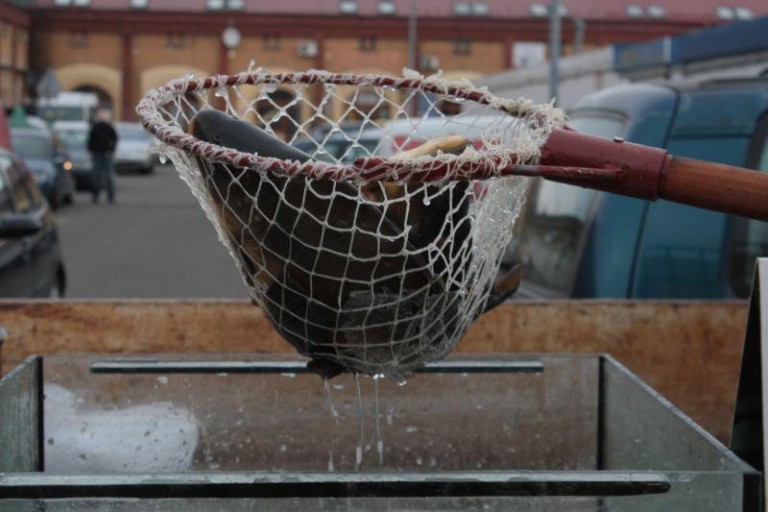 Karp droższy na targu