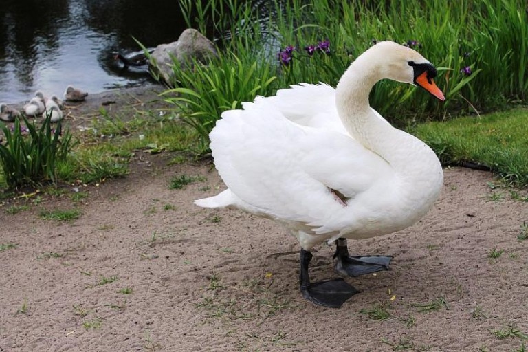 Wierny aż poza grób